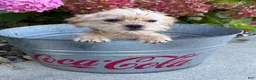 Shorkie dogs for sale: Albert - Ad 5