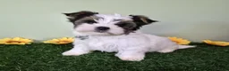 Yorkshire Terrier dogs for sale: Chloe - Ad 3