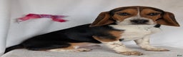 Beagle dogs for sale: Ross - Ad 1