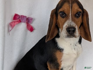 Beagle dogs Ross - Ad 34