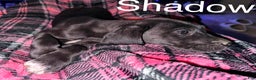 Great Dane dogs for sale: Shadow  - Ad 2