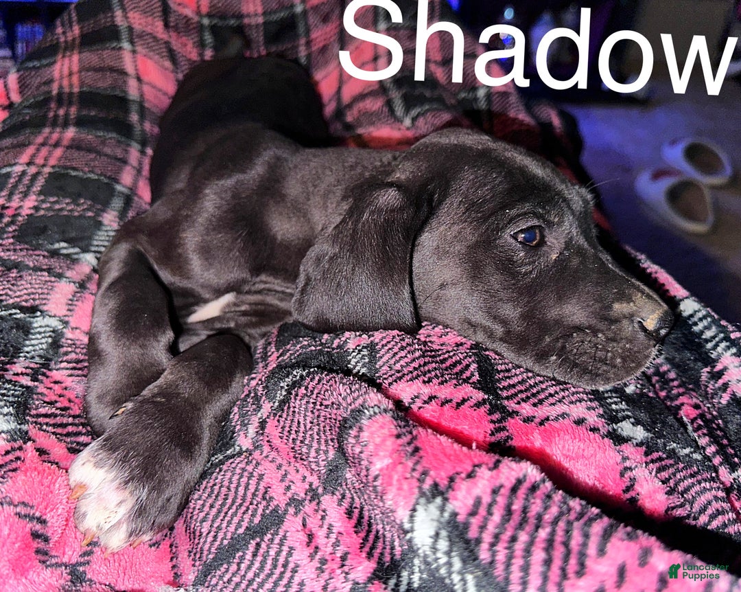 Great Dane dogs for sale: Shadow  - Ad 2