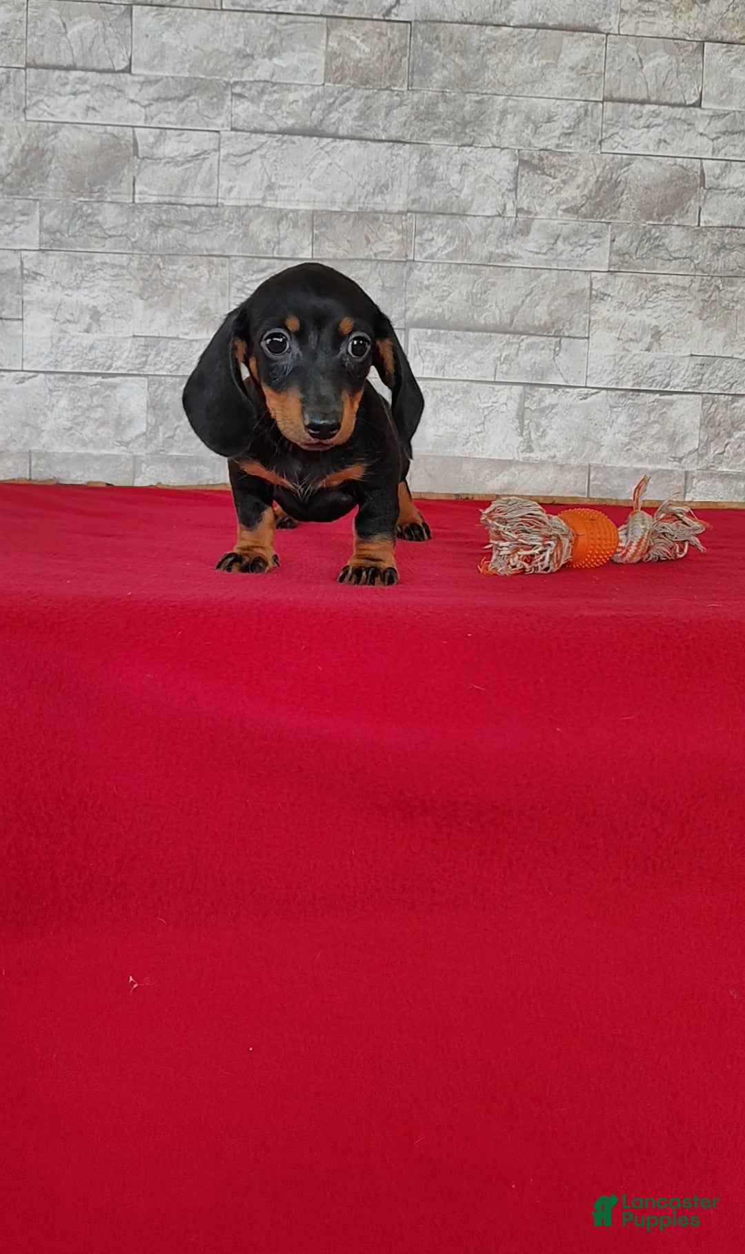 Miniature Dachshund dogs Tootsie - Ad 1