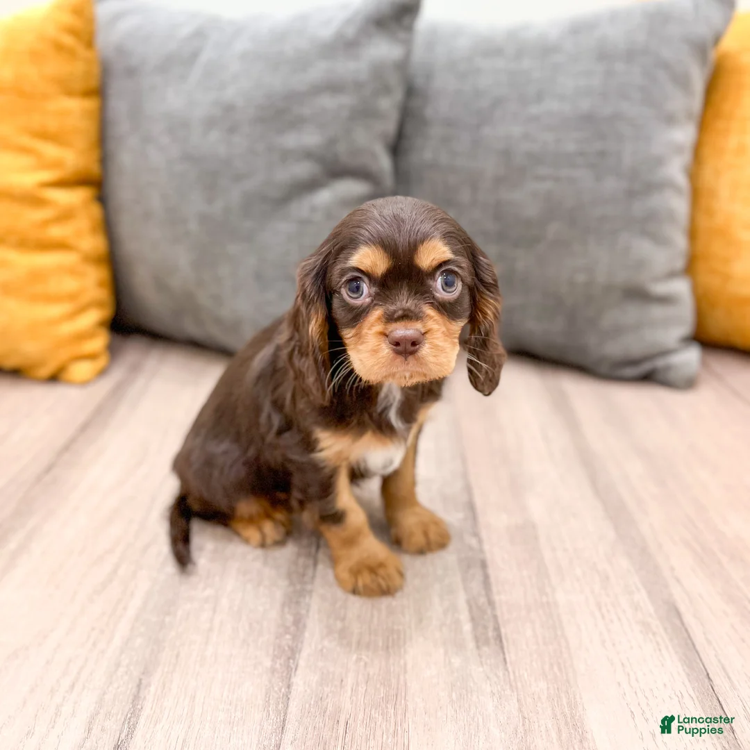 Cavalier King Charles Spaniel dogs for sale: Chico - Ad 3