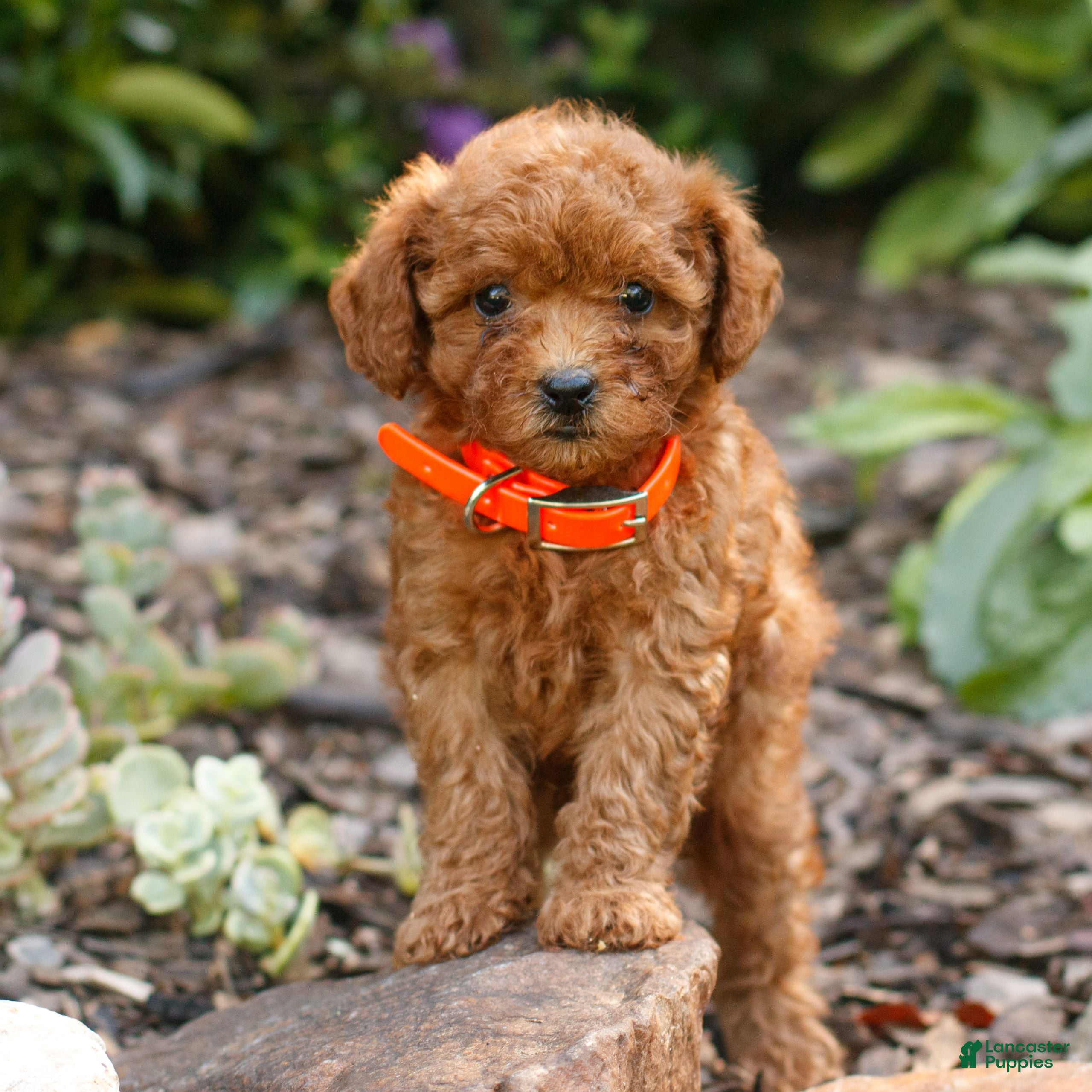 Cavapoo dogs Lia  - Ad 1