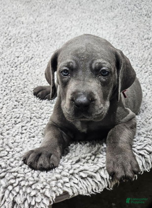 Great Dane dogs Rose - Ad 13