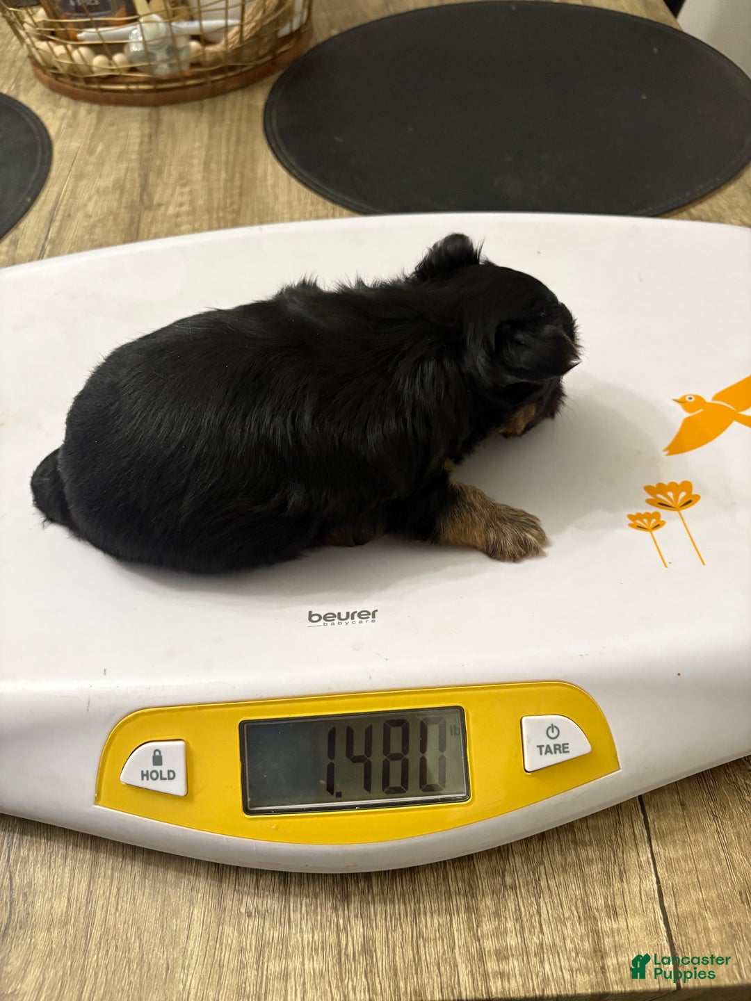 Yorkshire Terrier dogs for sale: TEACUP OLLIE - Ad 7