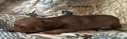 Chiweenie dogs for sale: Chiweenie 6 - Ad 15