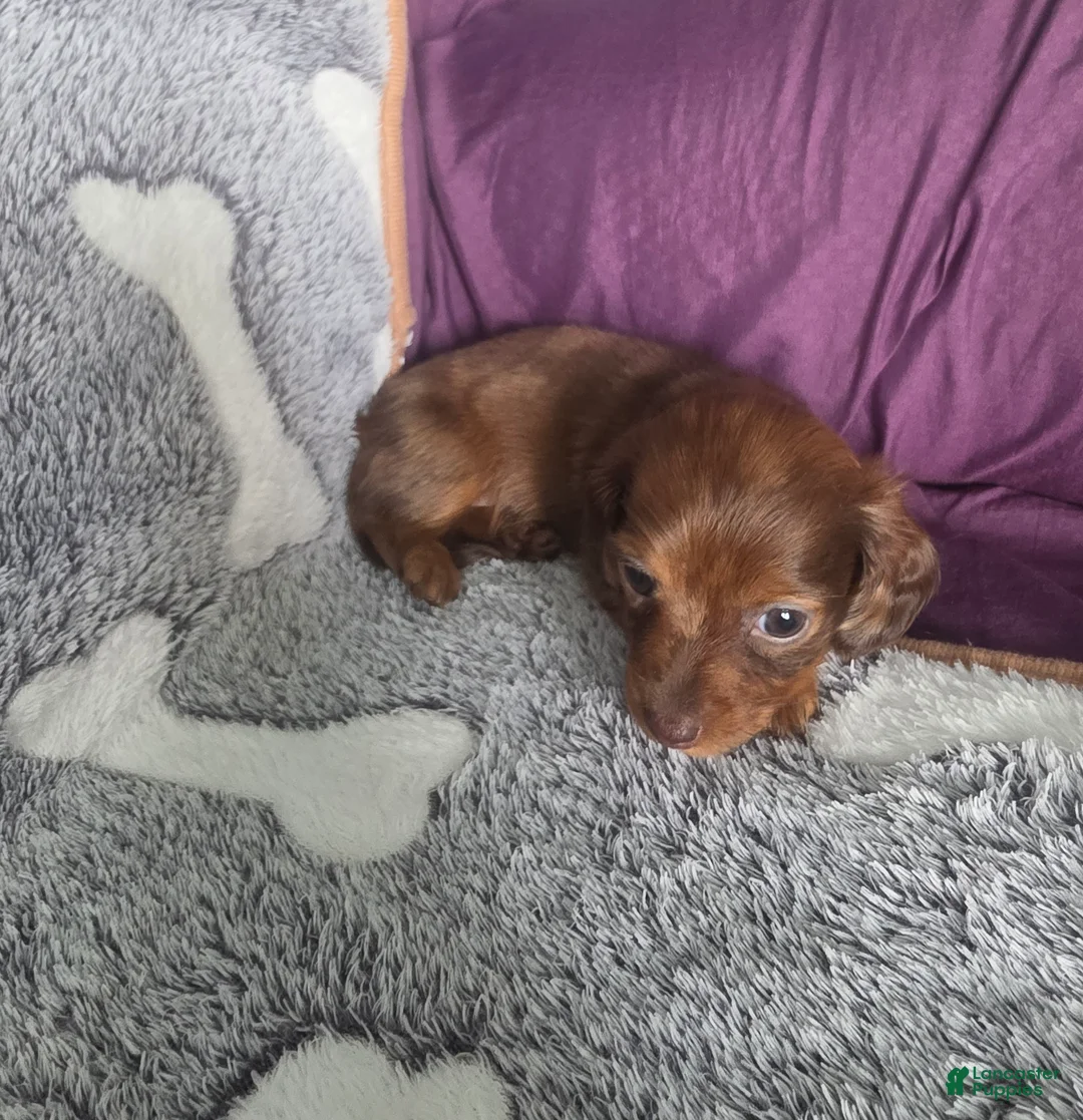 Miniature Dachshund dogs for sale: Callie - Ad 2