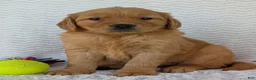 Golden Retriever dogs for sale: Miss Honey  - Ad 9