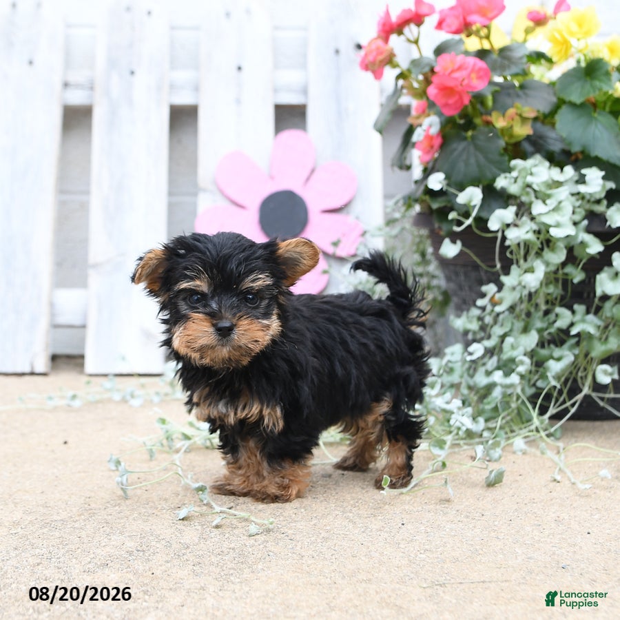 Yorkiepoo dogs Bouncer - Ad 1