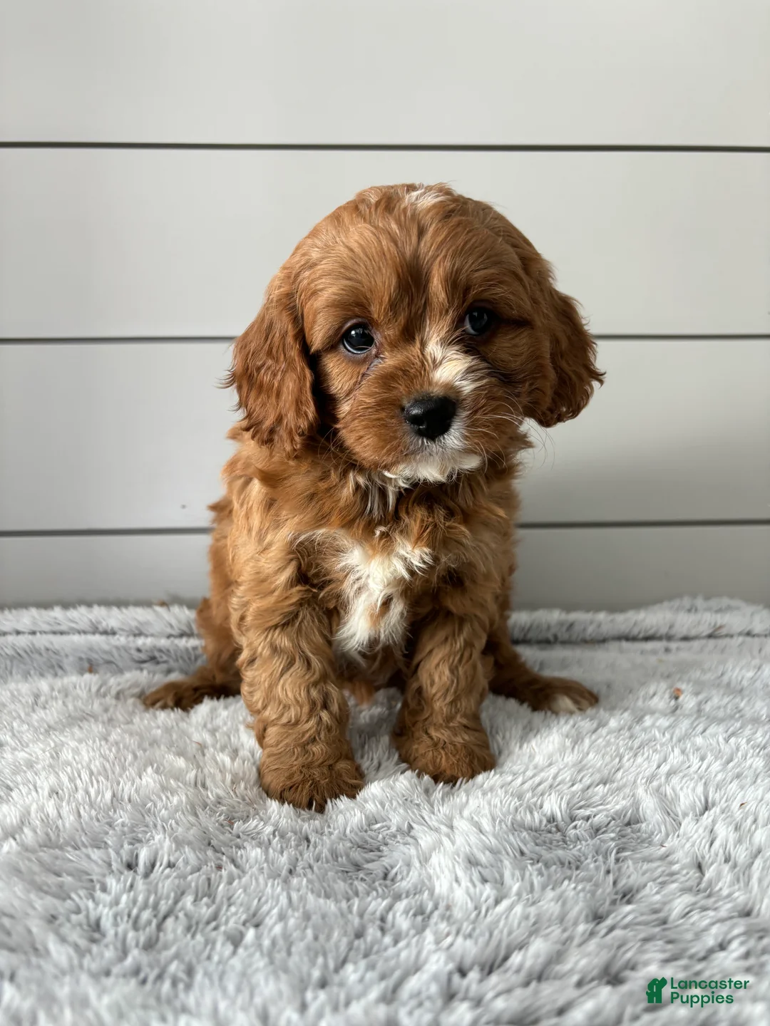 Cavapoo dogs for sale: Lily  - Ad 1