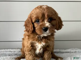 Cavapoo dogs Lily - Ad 36