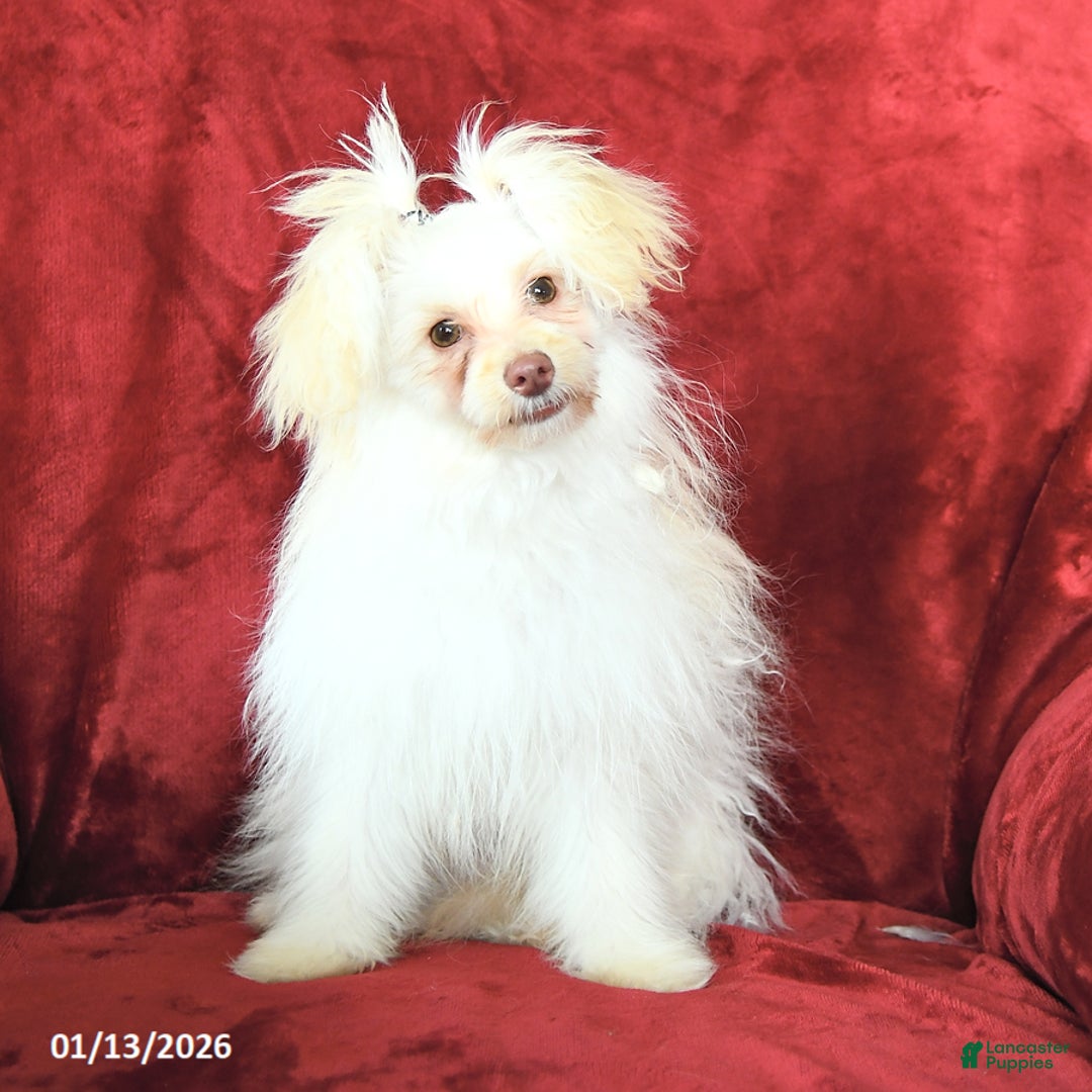 Pomapoo dogs for sale: Drako - Ad 1