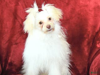 Pomapoo dogs Drako - Ad 23