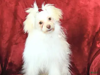 Pomapoo dogs Drako - Ad 7