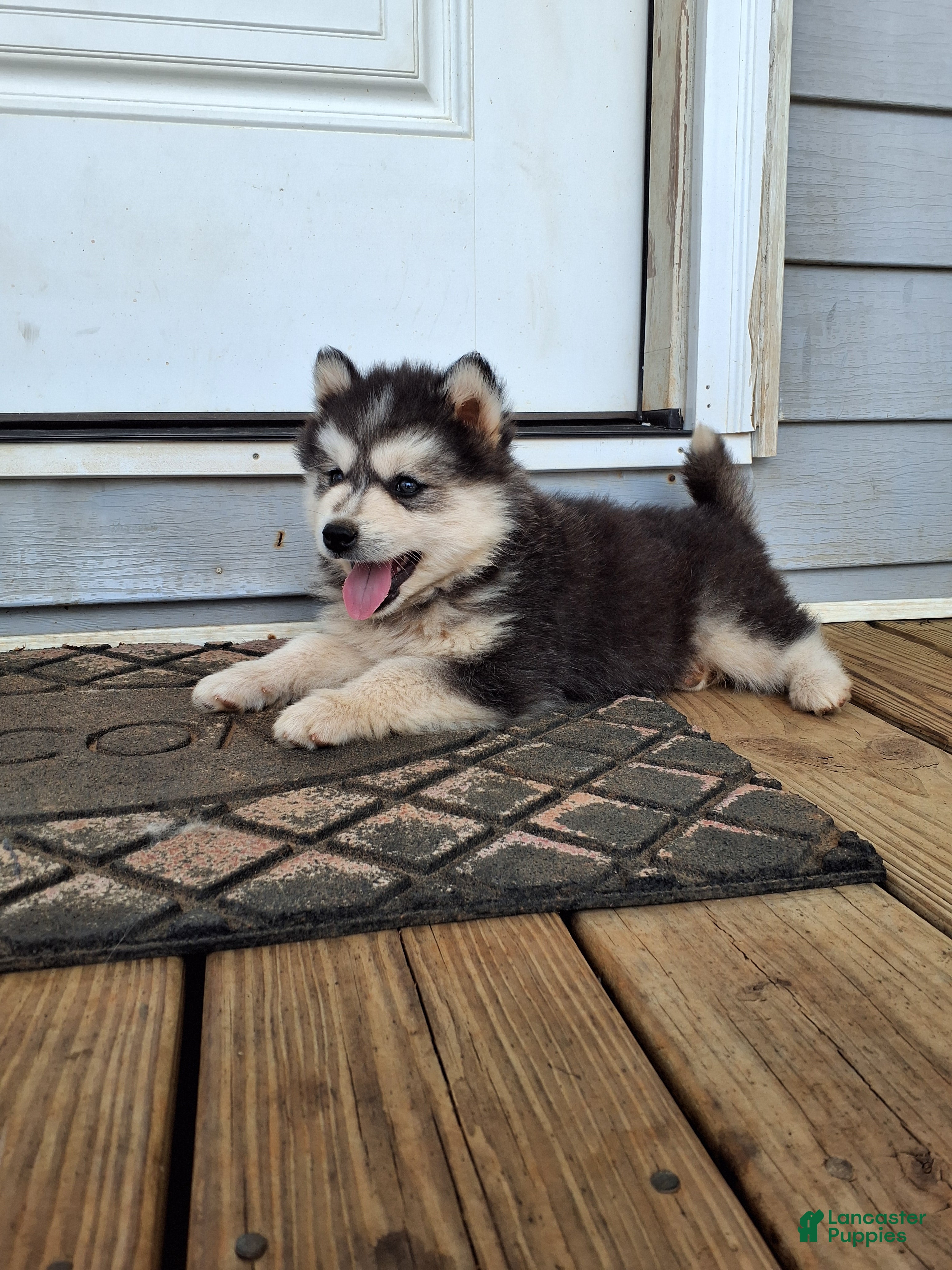 Pomsky dogs Dante  - Ad 2