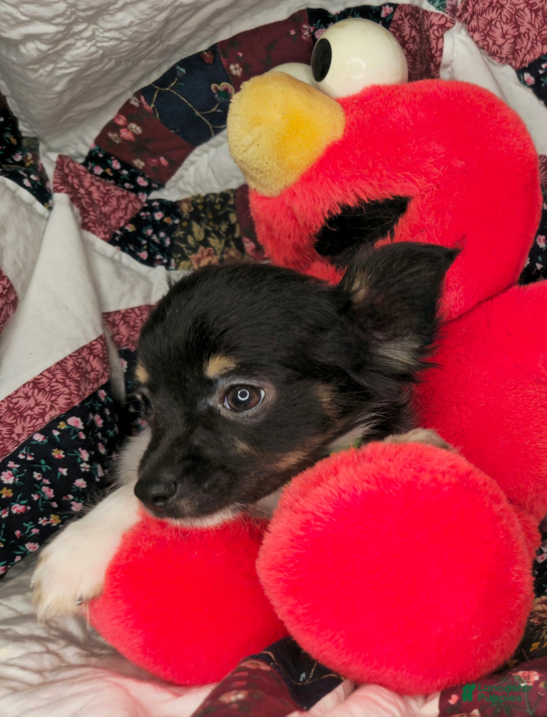 Chihuahua dogs for sale: Naate LH Tri-color - Ad 8