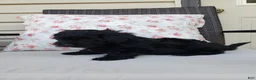 Yorkiepoo dogs for sale: Yorkiepoo 3 - Ad 3