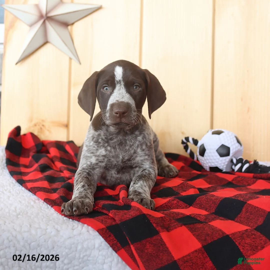 German Shorthaired Pointer dogs for sale: Benji - Ad 2