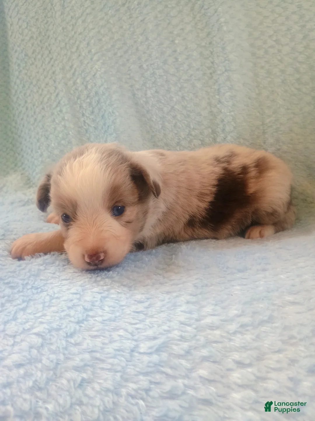 Toy Australian Shepherd dogs for sale: Toy Australian Shepherd Puppy 1 - Ad 4