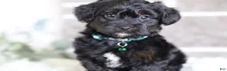 Yorkiepoo dogs for sale: Bentley - Ad 15