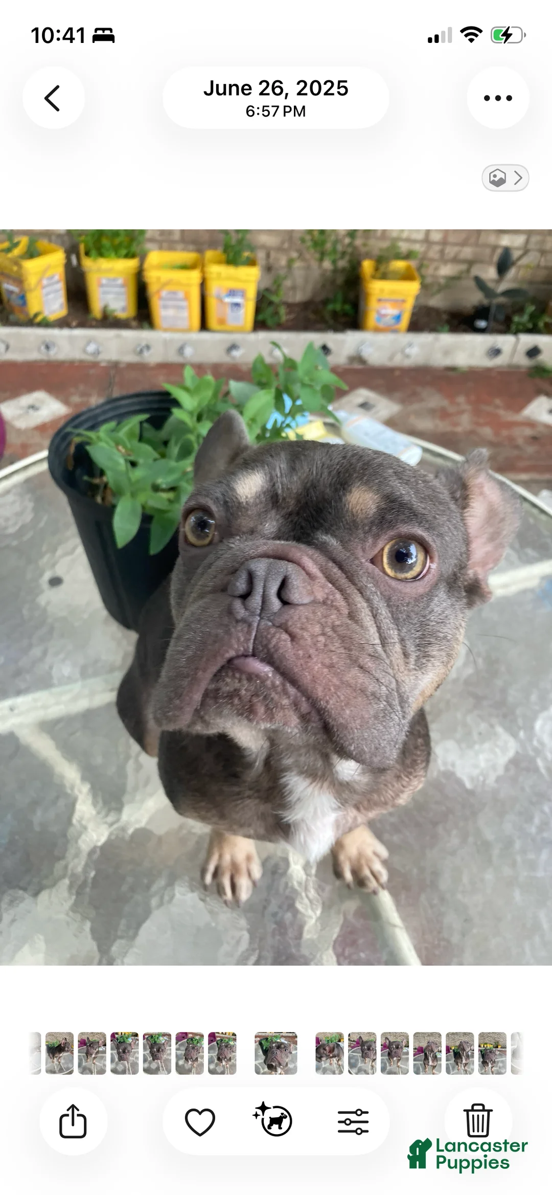 French Bulldog dogs for sale: Jack - Ad 1