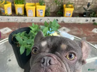 French Bulldog dogs Jack - Ad 18