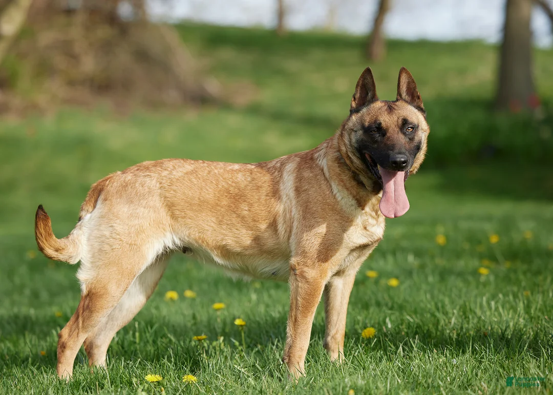 Belgian Malinois dogs for sale: Kaiden - Ad 7