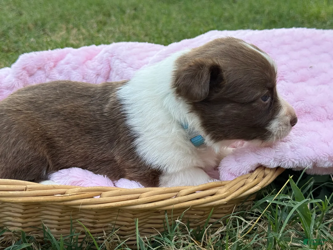Mixed Breed dogs for sale: Teal collar  - Ad 2