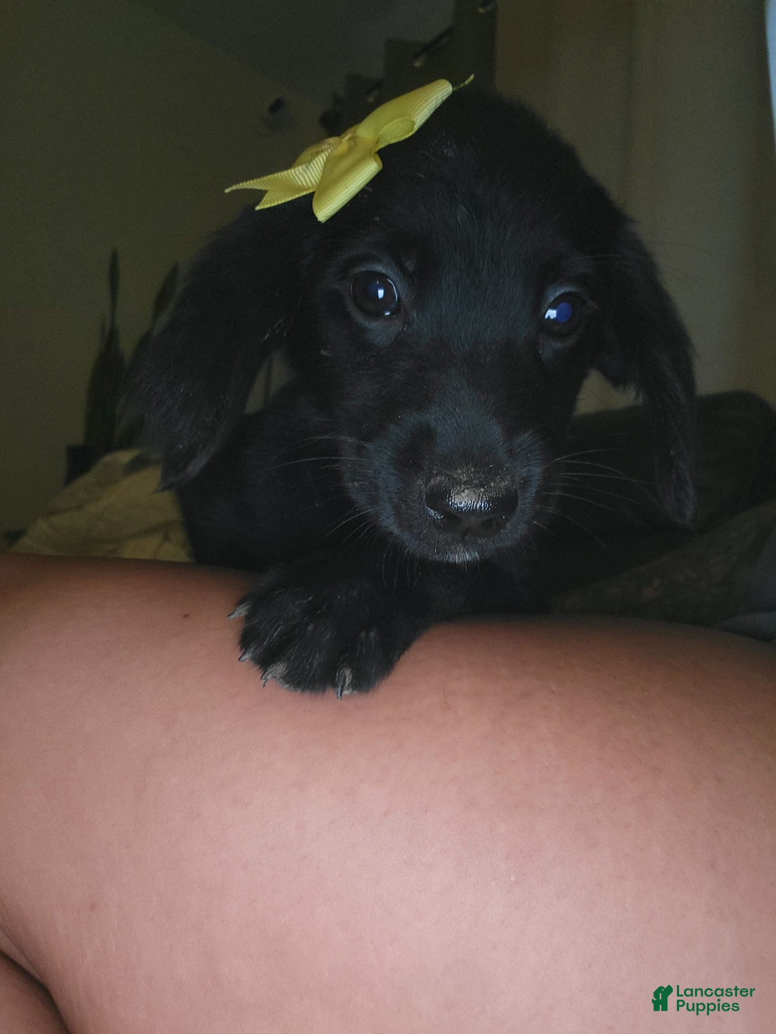 Mixed Breed dogs Mixed Breed 11 - Ad 8