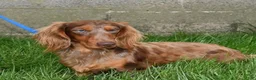 Miniature Dachshund dogs for sale: Gracie - Ad 7