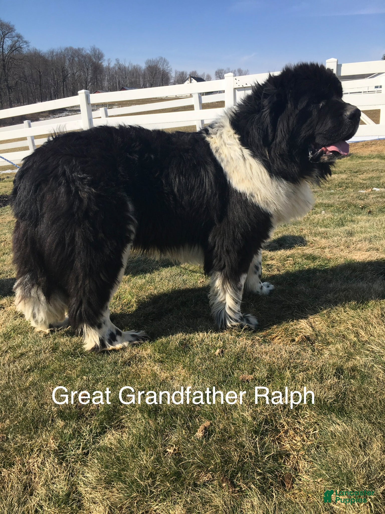 Newfoundland dogs for sale: “ Peeta” OFA, CH, AKC,  - Ad 9