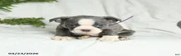 Boston Terrier dogs for sale: Casper - Ad 5