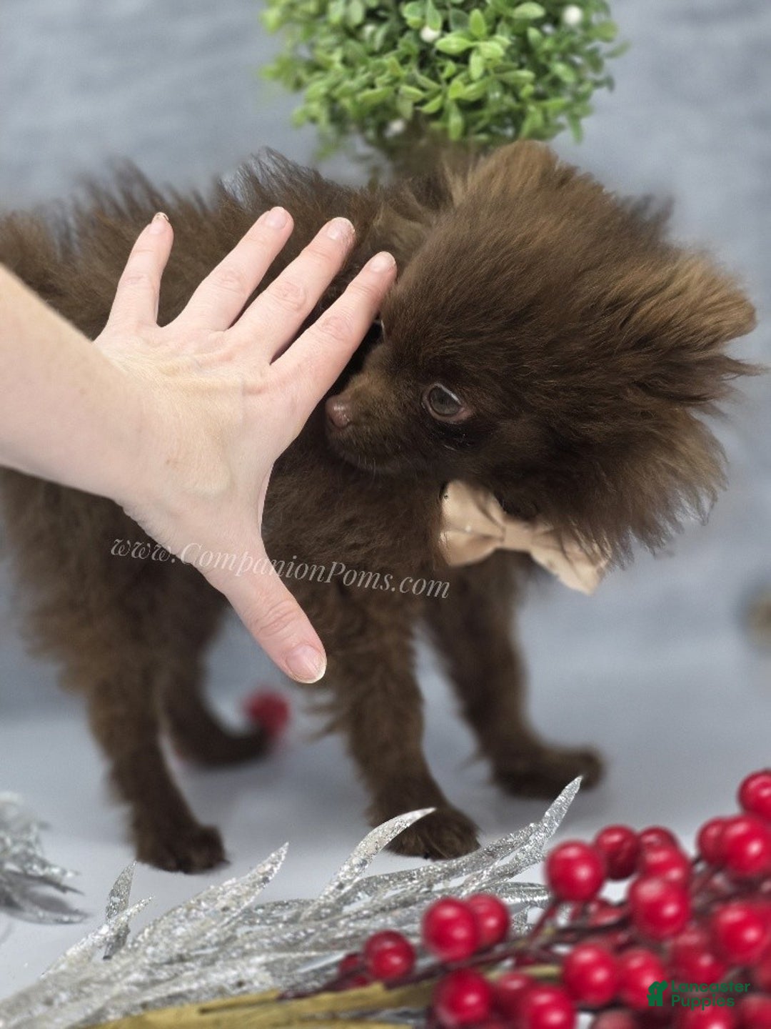 Pomeranian dogs for sale: Pomeranian Puppy 1 - Ad 5