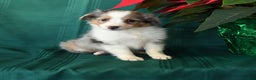 Shetland Sheepdog dogs for sale: Kody - Ad 1