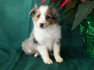 Shetland Sheepdog dogs Kody - Ad 23