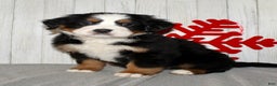 Bernese Mountain Dog dogs for sale: Loki - Ad 4