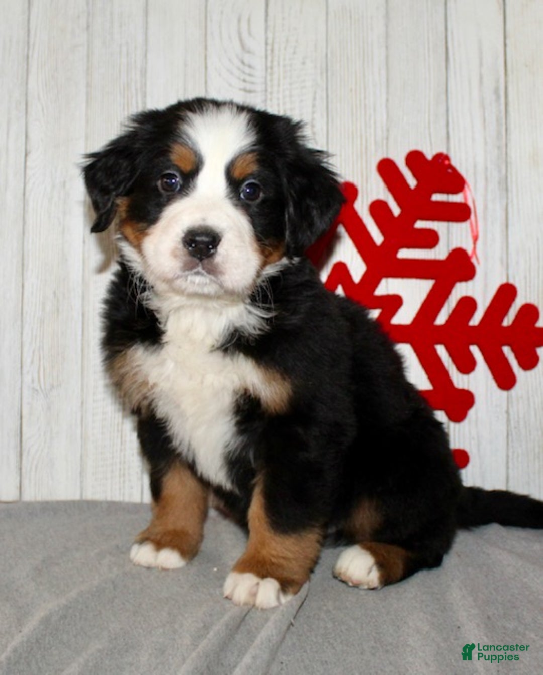 Bernese Mountain Dog dogs for sale: Loki - Ad 4