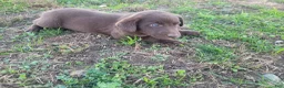 Mixed Breed dogs for sale: Lulu  - Ad 3