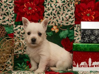 West Highland Terrier dogs Dancer - Ad 11