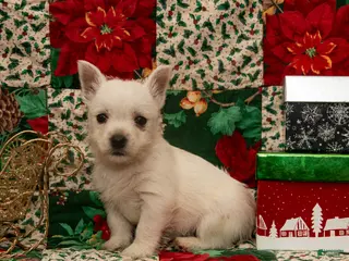 West Highland Terrier dogs Dancer - Ad 8