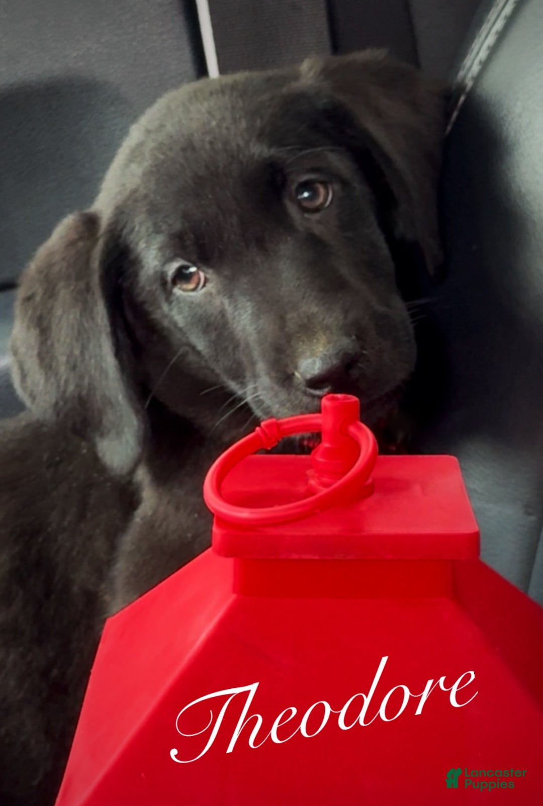 Labrador Retriever dogs for sale: Labrador Retriever Puppy 1 - Ad 1