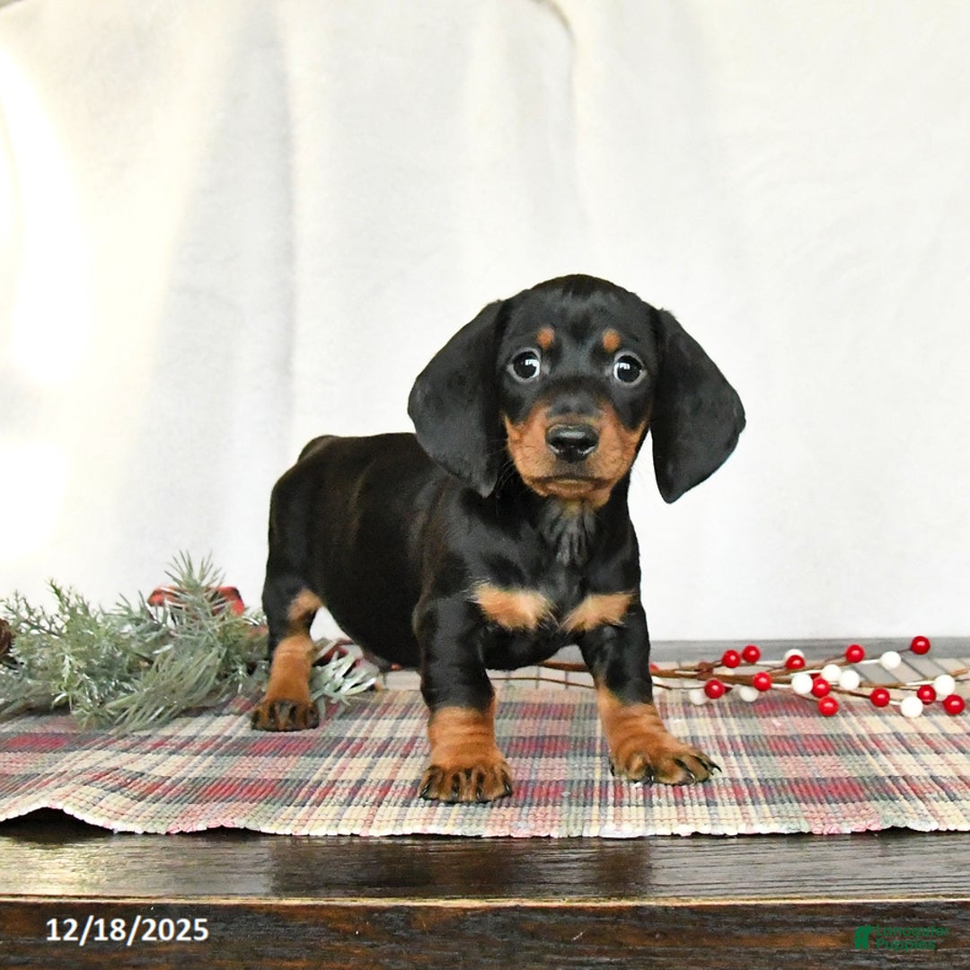 Miniature Dachshund dogs for sale: Scout - Ad 2