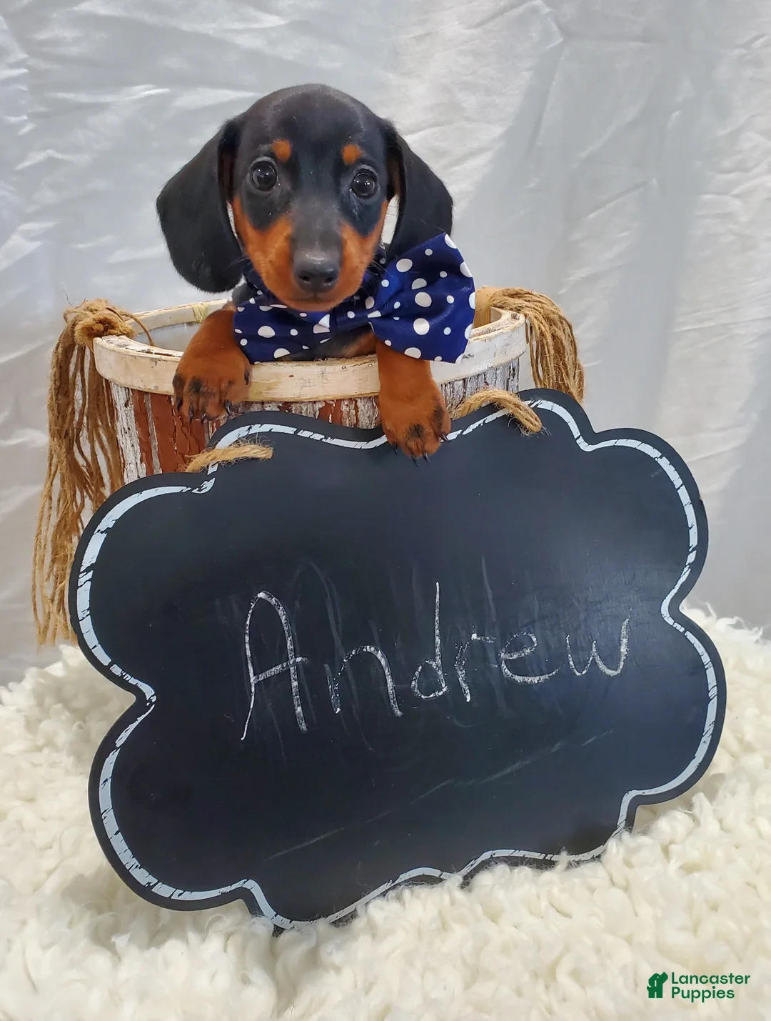 Miniature Dachshund dogs for sale: Andrew - Ad 2