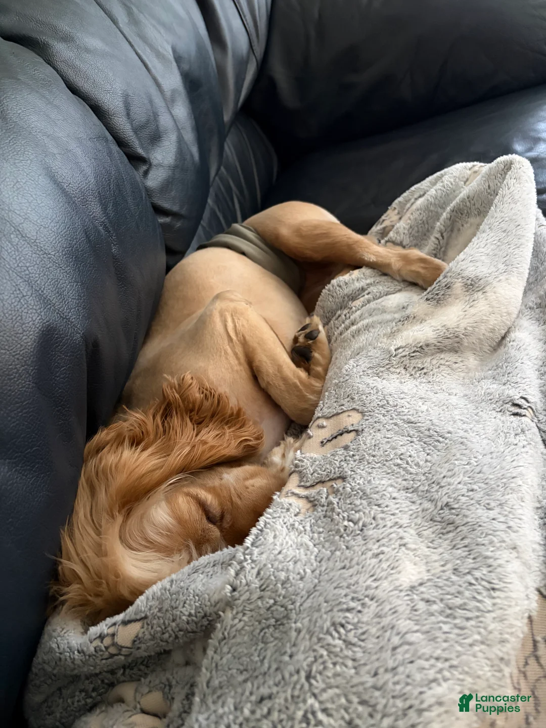 Cocker Spaniel dogs for sale: Cocker Spaniel Puppy 1 - Ad 2