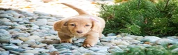 Miniature Dachshund dogs for sale: Bambi - Ad 4