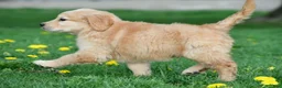 Golden Retriever dogs for sale: Max - Ad 11