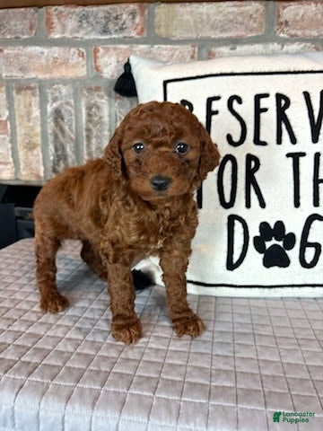 Mini Goldendoodle dogs Molly - Ad 32