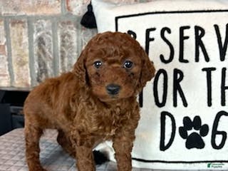 Mini Goldendoodle dogs Molly - Ad 39